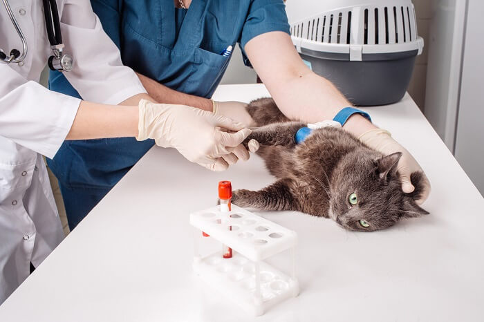 Cat at veterinarian