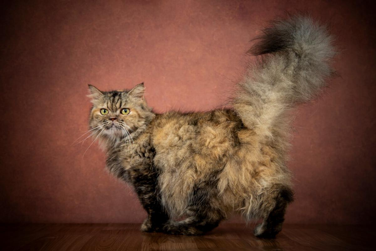 Rear view of a cat with its tail up, displaying its distinctive fur patterns and feline form.