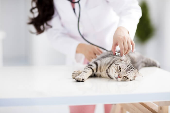 Image depicting a cat during a visit to the veterinarian.