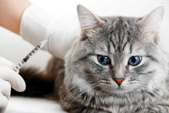 Cat receiving an injection from a veterinarian, highlighting the role of medical interventions in maintaining feline health and the expertise of veterinary professionals in administering necessary treatments.