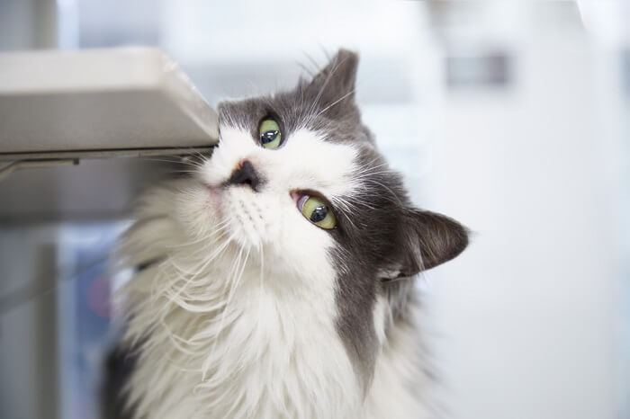 Cat rubbing her cheek against an object