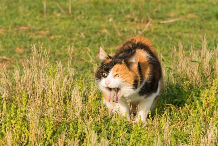 Image illustrating a cat vomiting, displaying a natural bodily response to expel unwanted substances or due to various health concerns.