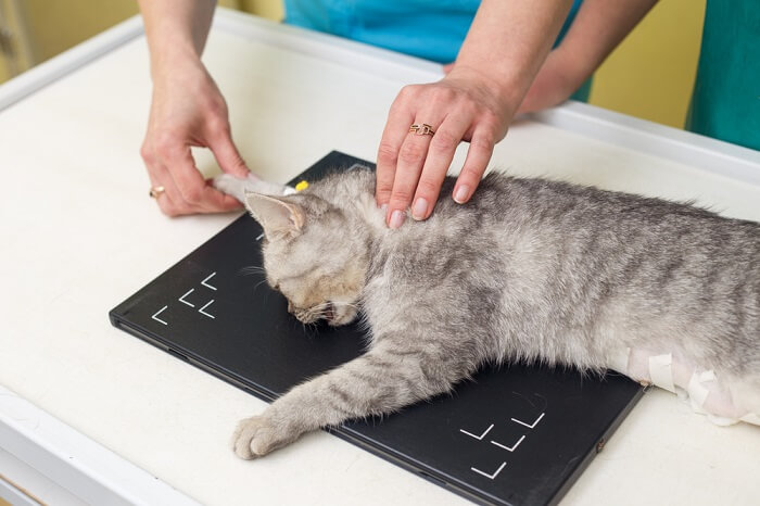 cat being examined by a veterinarian