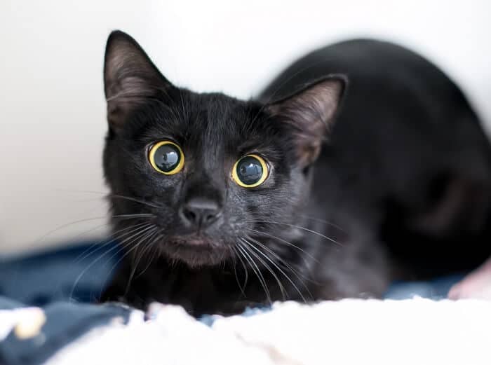 Close-up of a cat with a dilated eye, possibly undergoing a veterinary examination.