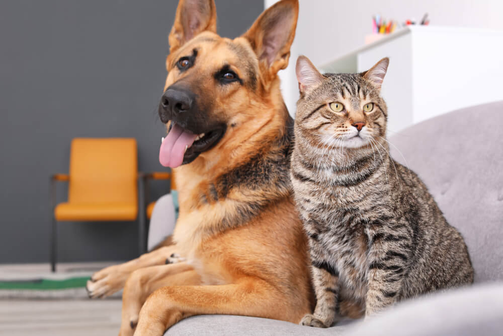 A dog and a cat together, highlighting the interaction between two different animal species.