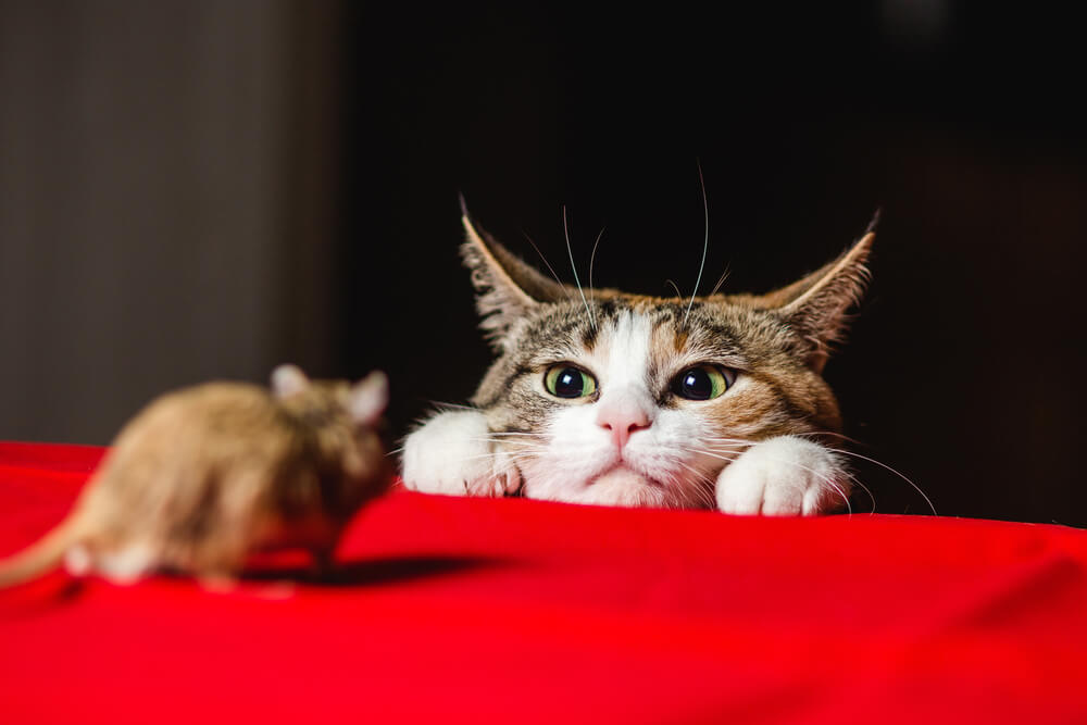 Focused hunting cat, displaying intent concentration and readiness for pursuit, embodying the innate instincts of a skilled predator.