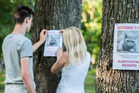 An image depicting a worried person holding a 'Lost Cat' flyer, possibly searching for a missing feline companion. 