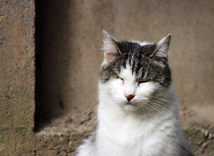 The provided image appears to show a cat with pink eye, which is also known as conjunctivitis.