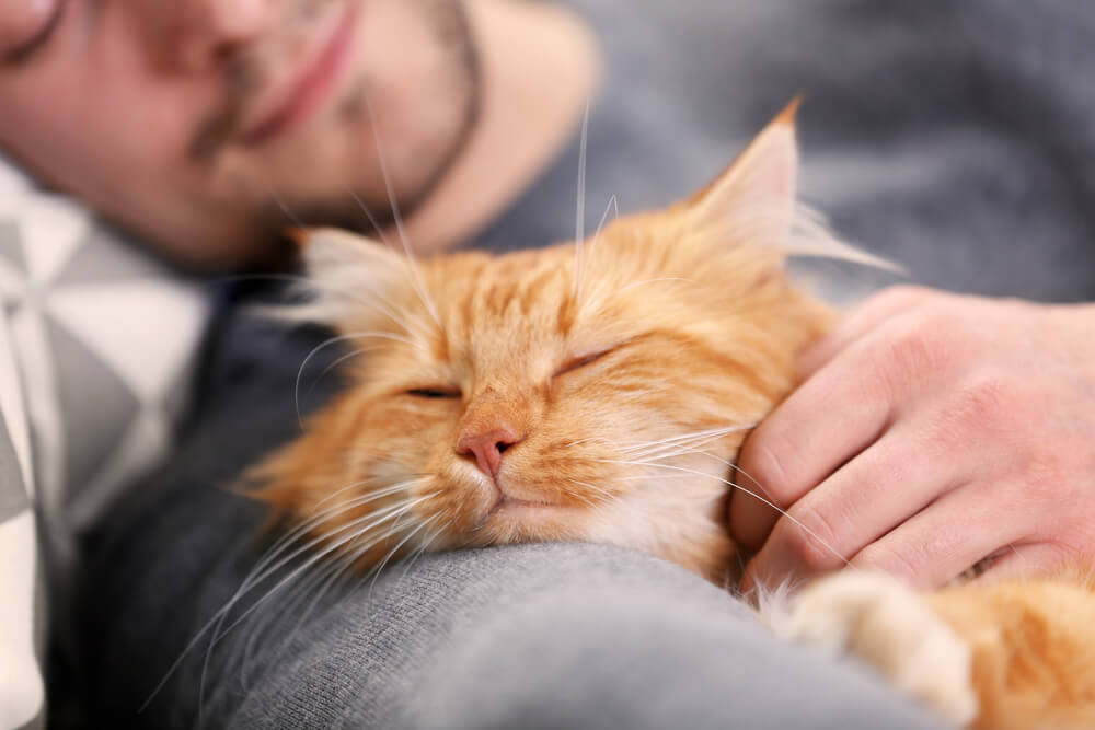 Peaceful image of a sleeping cat, curled up in a cozy and comfortable position.