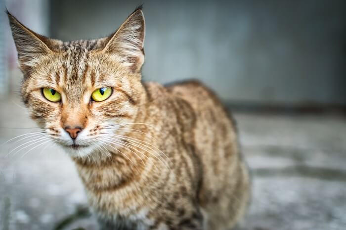 A tabby cat looking at the camera.