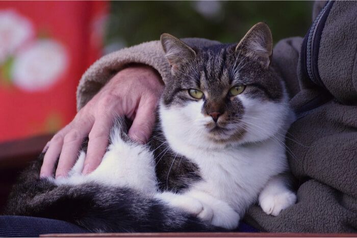 Cat comfortably seated on its owner's lap