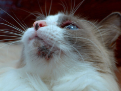 A feature image related to cat acne, highlighting the topic of feline skin issues and acne in cats.