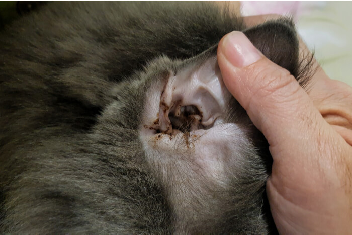 Brown ear discharge