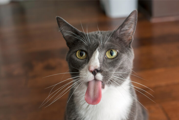 Cat tongue