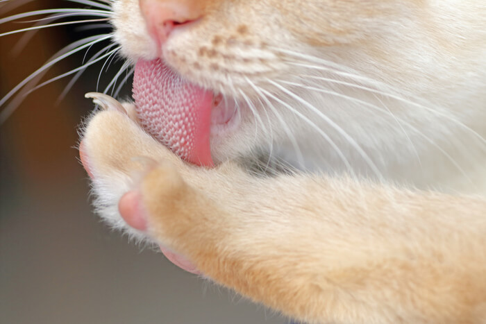 Close-up of a cat's tongue as it cleans itself, showcasing the textured surface and natural grooming behavior.