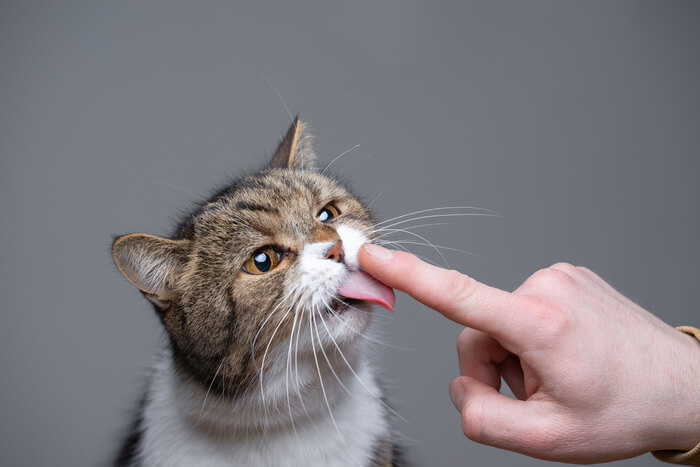 Macro shot of a cat's tongue revealing intricate details of its rough texture and numerous small, backward-facing structures known as papillae.