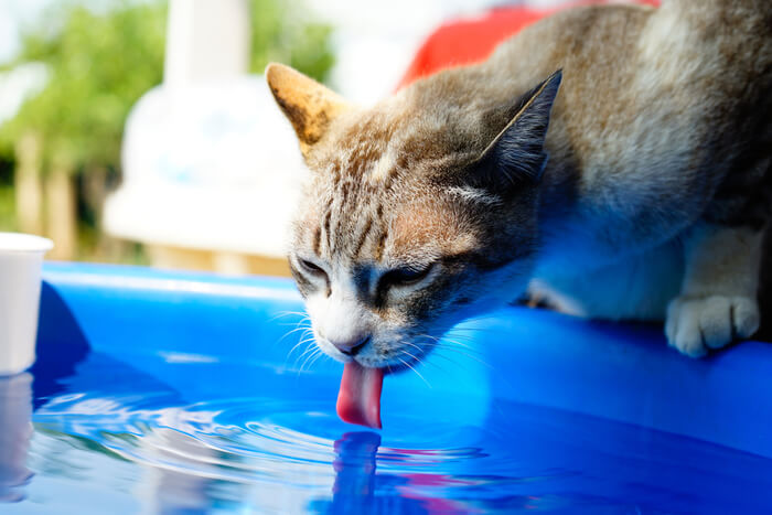 Close-up image of a cat's tongue, highlighting the unique texture and structure that enable cats to groom themselves and interact with their environment.