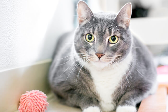 Cat making eye contact with the camera, captivated by a nearby cat toy