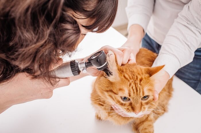 Orange cat having ears inspected at veterinarian