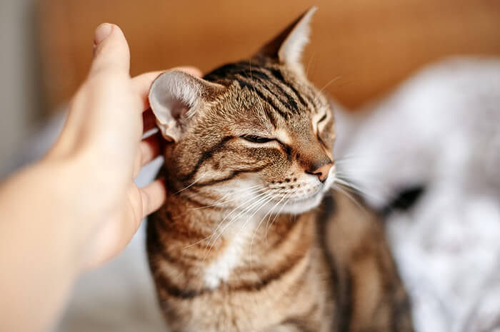 Close-up of a cat's ears, showcasing their intricate details, folds, and unique patterns.