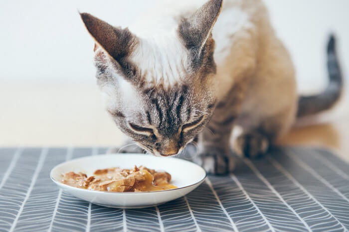 Cat eating from a bowl