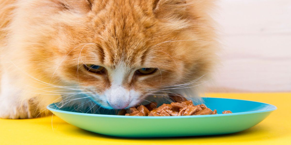 cat eating wet food