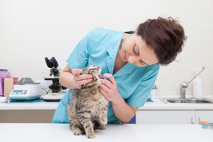 The image suggests a scene of a cat receiving a veterinary oral examination, emphasizing the importance of oral health for feline well-being.