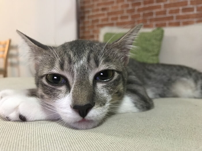 Close-up of a cat with watery eyes and a slightly distressed expression, possibly experiencing discomfort or allergies.