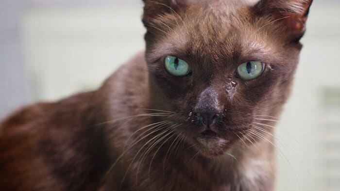 Collage of images illustrating various potential causes of watery eyes in cats, including allergies, infections, and irritants.