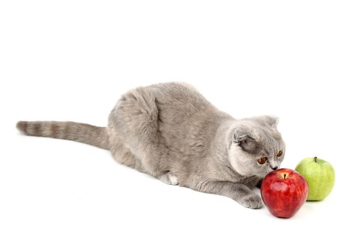 Endearing cat with an apple, creating an adorable scene