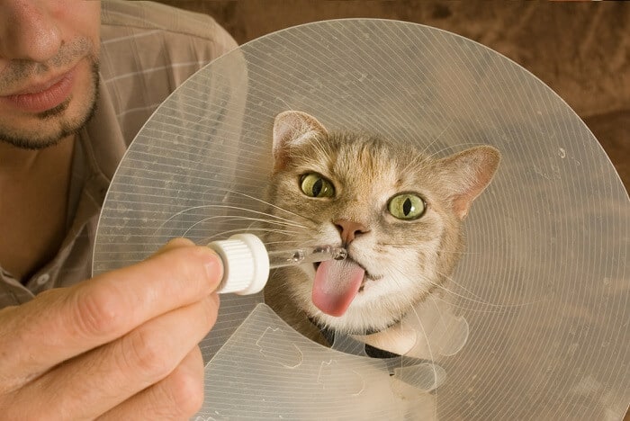 A cat with a cone on its head.