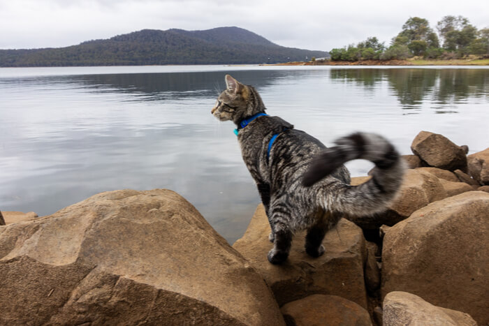 An image capturing the playful curiosity of a cat.