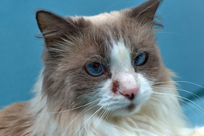 Image illustrating dermatitis in a cat, with inflamed skin and potential hair loss, underscoring the significance of recognizing skin conditions and seeking veterinary guidance for proper diagnosis and treatment.