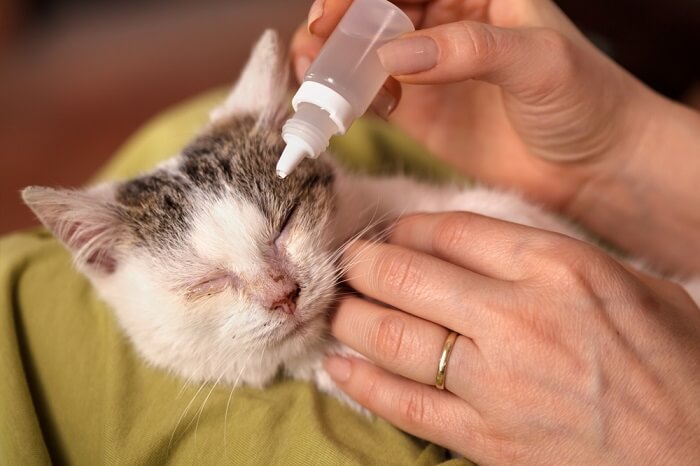 Cat receiving eye drops