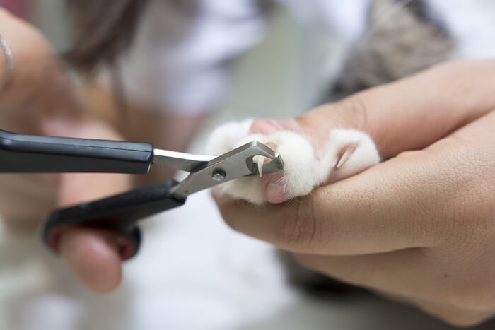 Step-by-step visual guide on how to trim a cat's nails, offering clear instructions for safe and effective nail care.