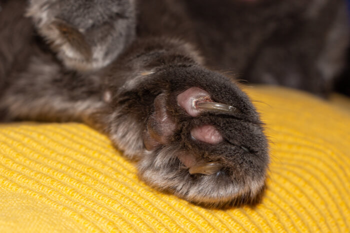 How to trim cat nails.