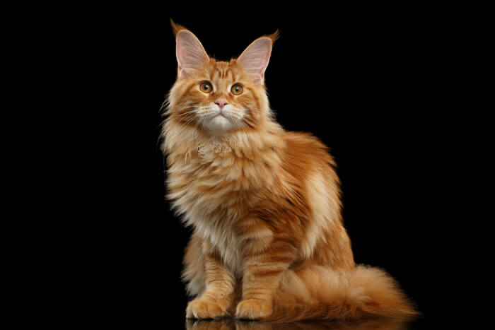 Maine Coon cat