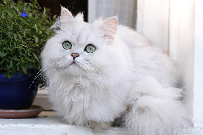 Image of a friendly Persian cat, known for its luxurious long coat and sweet expression, in an endearing and charming pose.