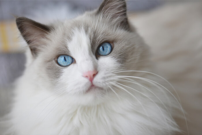 Ragdoll cat, a friendly cat breed