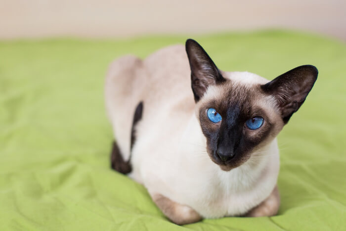 An image featuring a friendly Siamese cat, exemplifying its sociable nature and distinctive color points