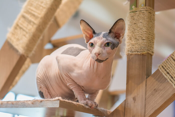 Sphynx cat