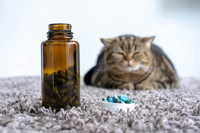 Image depicting a cat receiving antibiotic treatment.