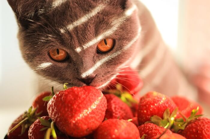 Curious cat investigating a juicy strawberry.