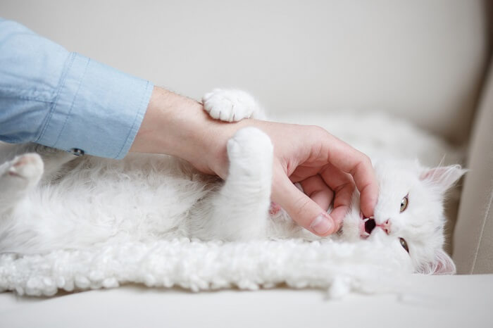 White cat lying down and playing with a person's hand