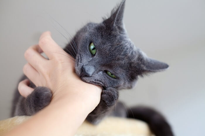 cat engaged in a biting play behavior, showing his teeth and playful interaction.