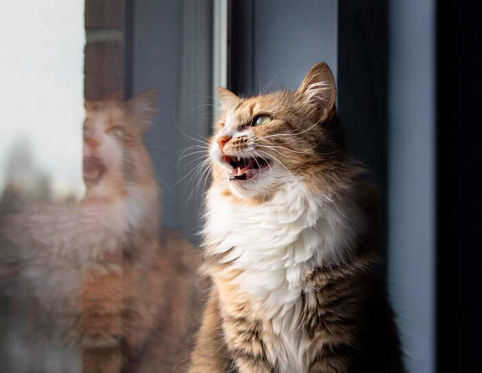 A cat making chirping or chattering sounds, often observed when observing birds or other prey.