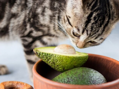 Curious cat sniffing an avocado