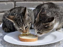 Cat nibbling on a piece of bread