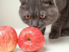 Cat engaging in the act of eating an apple