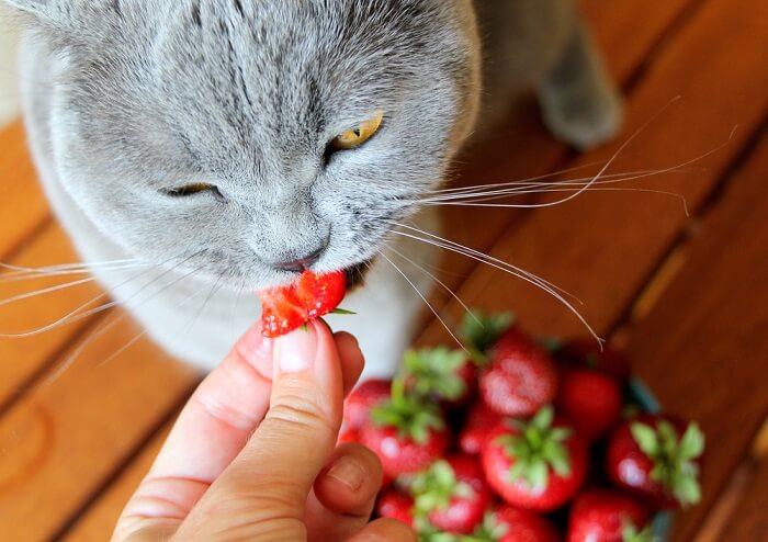 Tabby cat enjoying a strawberry snack.